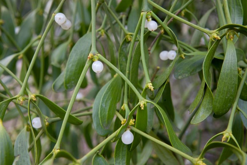 Mistletoe | NVBT